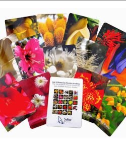 Les 24 Elixirs Floraux Andins - Cartes, 1 pièce